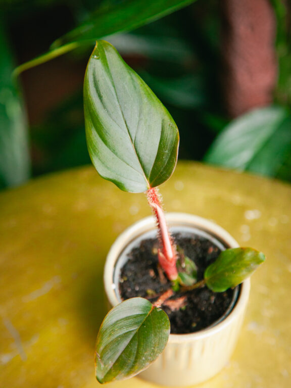 Zdjęcie rosliny doniczkowej Philodendron squamiferum serpens, ujęcie 1