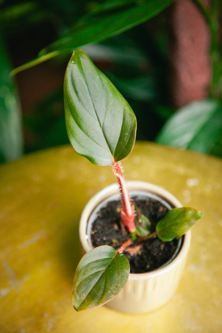 Zdjęcie rosliny doniczkowej Philodendron squamiferum serpens, ujęcie 1