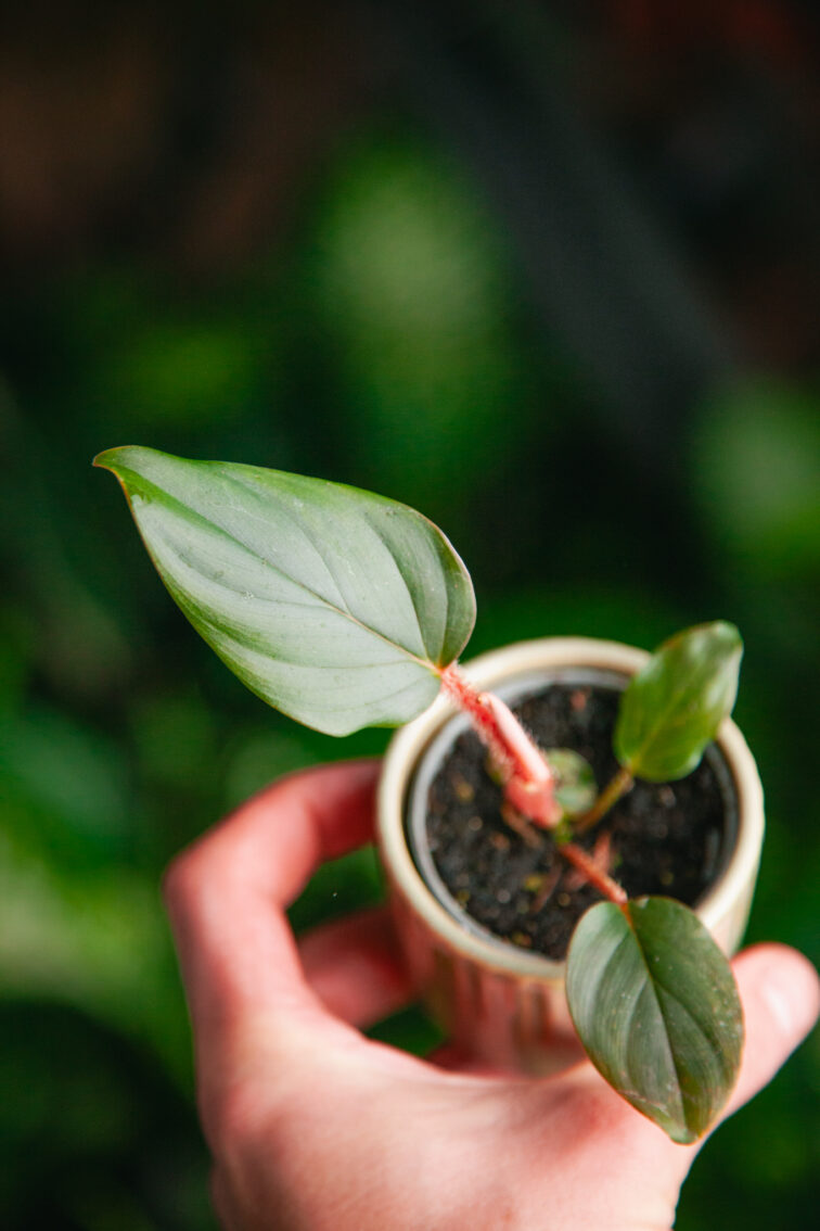 Zdjęcie rosliny doniczkowej Philodendron squamiferum serpens, ujęcie 2