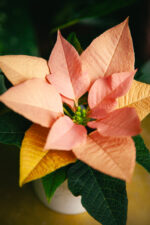 Zdjęcie rosliny doniczkowej Poinsettia pulcherrima Autumn Leaves (Gwiazda betlejemska), ujęcie 1