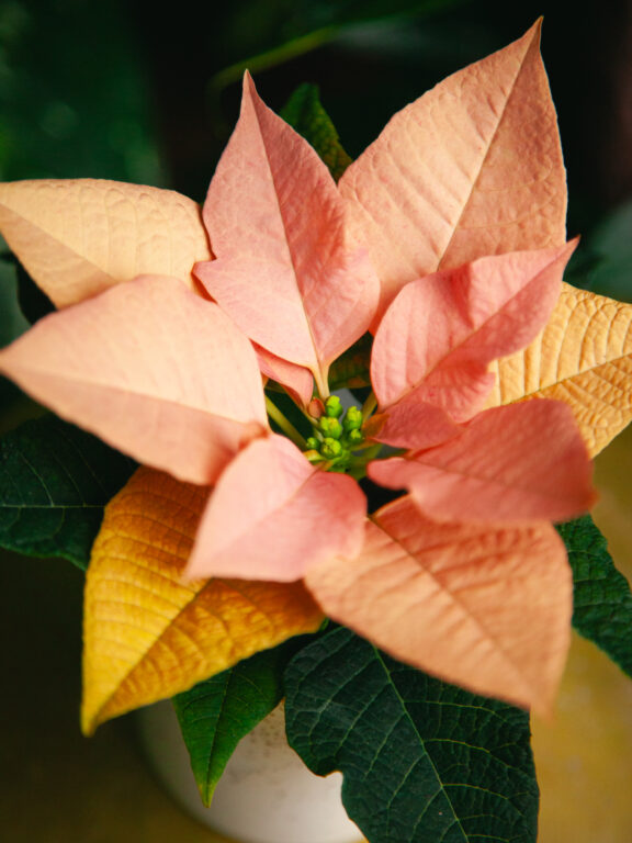 Zdjęcie rosliny doniczkowej Poinsettia pulcherrima Autumn Leaves (Gwiazda betlejemska), ujęcie 1