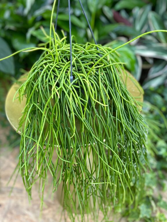 Zdjęcie rosliny doniczkowej Rhipsalis baccifera Shaferi, ujęcie 1