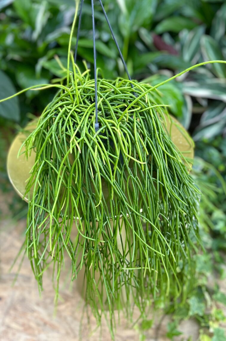 Zdjęcie rosliny doniczkowej Rhipsalis baccifera Shaferi, ujęcie 1