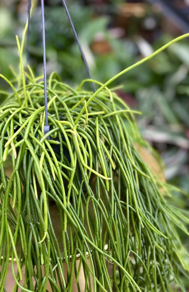 Zdjęcie rosliny doniczkowej Rhipsalis baccifera Shaferi, ujęcie 2