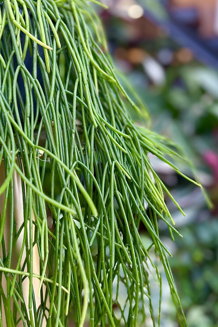 Zdjęcie rosliny doniczkowej Rhipsalis baccifera Shaferi, ujęcie 3