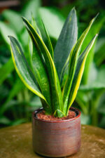 Zdjęcie rosliny doniczkowej Sansevieria Golden Flame, ujęcie 1