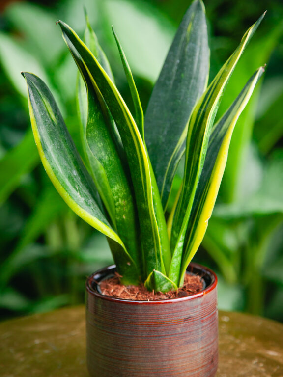 Zdjęcie rosliny doniczkowej Sansevieria Golden Flame, ujęcie 1