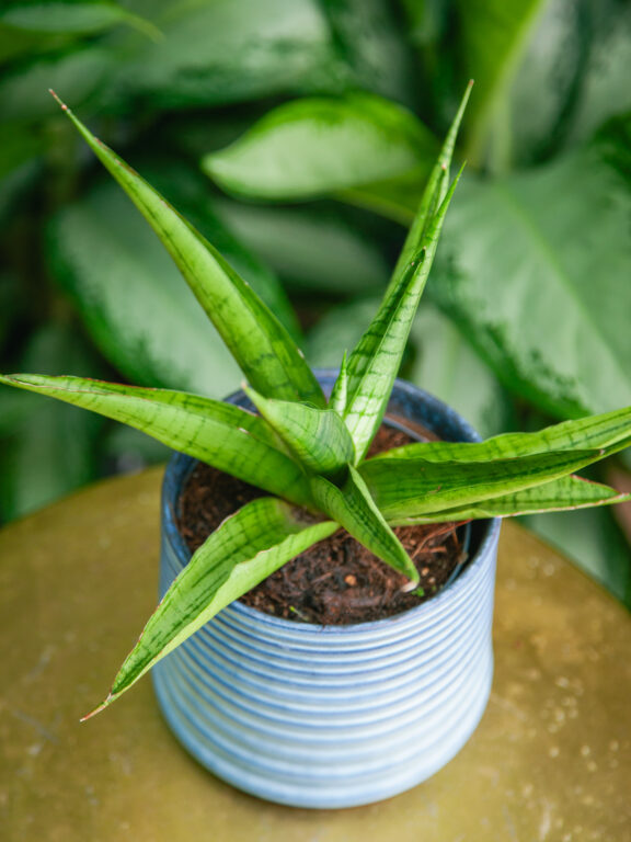 Zdjęcie rosliny doniczkowej Sansevieria Himalaya, ujęcie 1