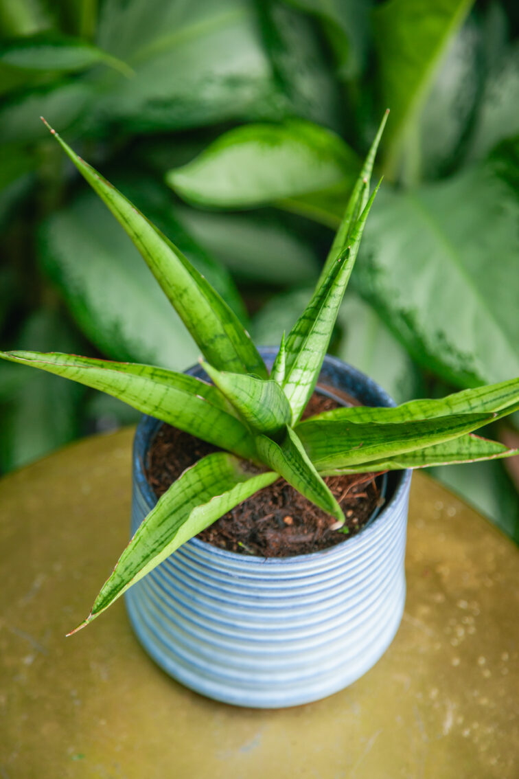 Zdjęcie rosliny doniczkowej Sansevieria Himalaya, ujęcie 1