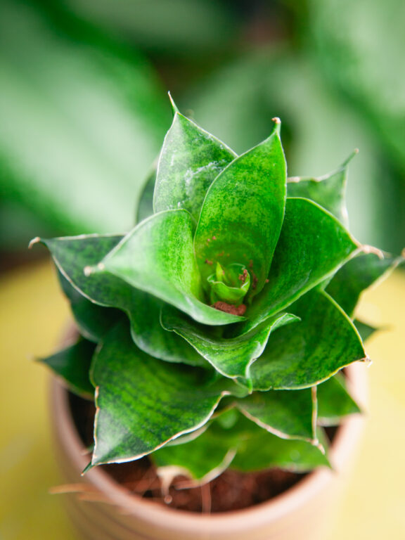 Zdjęcie rosliny doniczkowej Sansevieria Mahanakorn, ujęcie 1