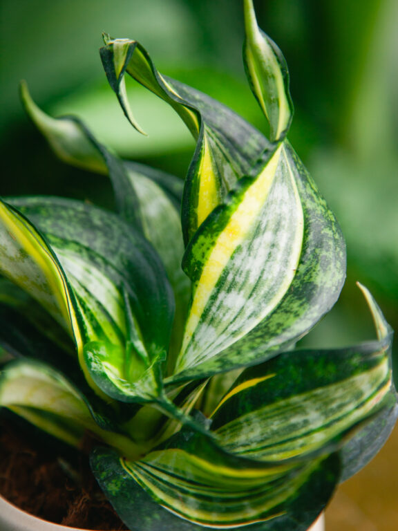 Zdjęcie rosliny doniczkowej Sansevieria trifasciata Hahnii Curly Spiral, ujęcie 1