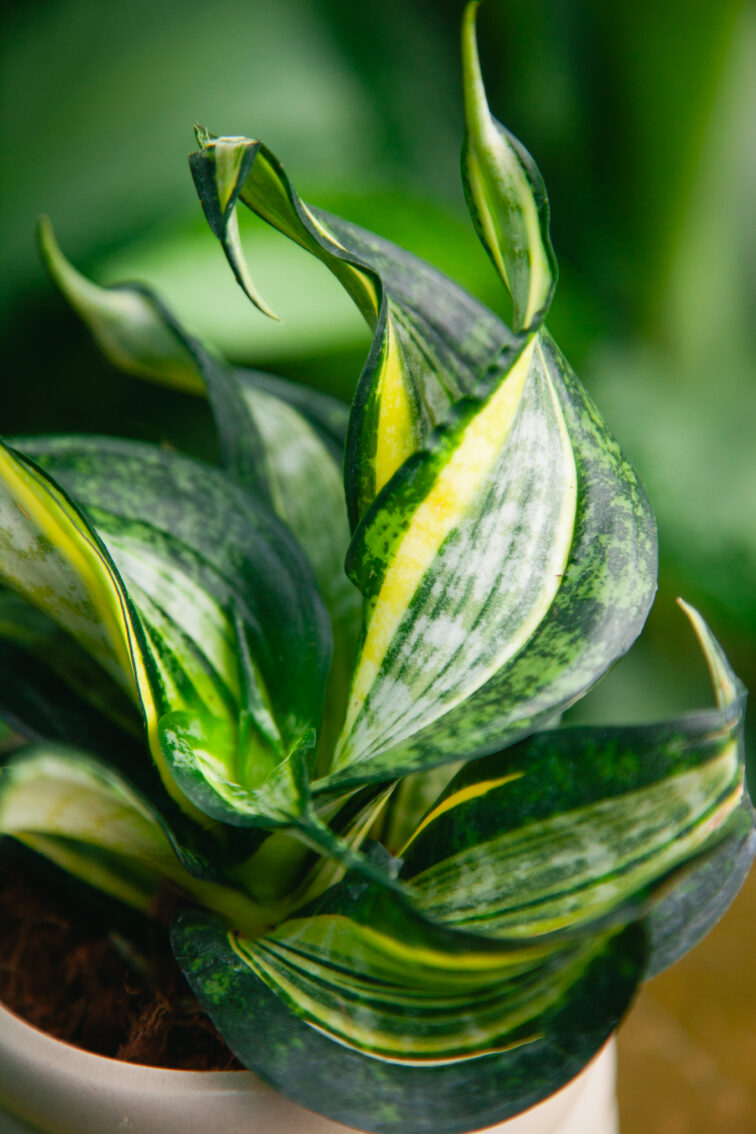 Zdjęcie rosliny doniczkowej Sansevieria trifasciata Hahnii Curly Spiral, ujęcie 1