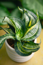 Zdjęcie rosliny doniczkowej Sansevieria trifasciata Hahnii Curly Spiral, ujęcie 3