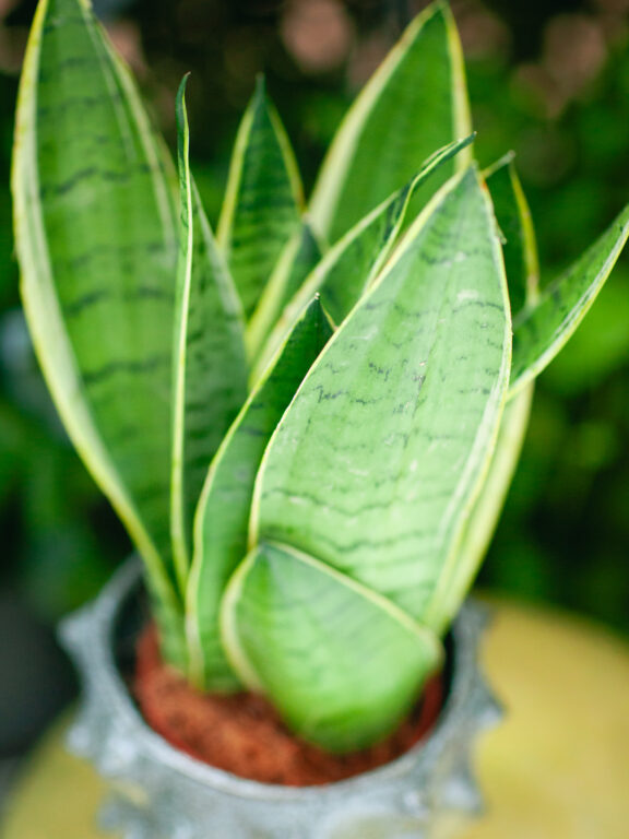 Zdjęcie rosliny doniczkowej Sansevieria White Snow, ujęcie 1