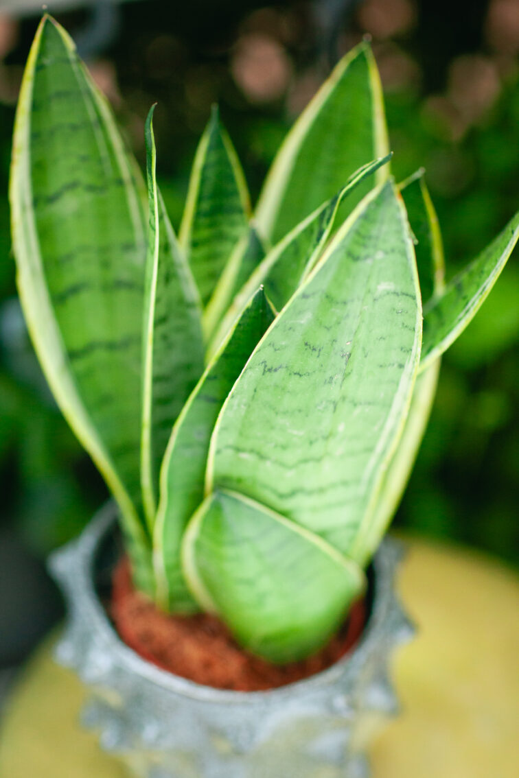 Zdjęcie rosliny doniczkowej Sansevieria White Snow, ujęcie 1