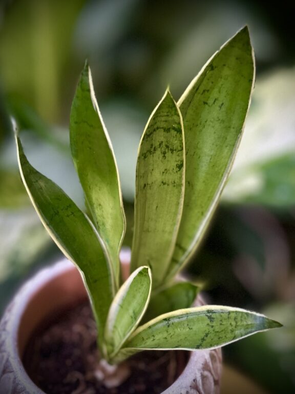 Zdjęcie rosliny doniczkowej Sansevieria White Snow, ujęcie 1