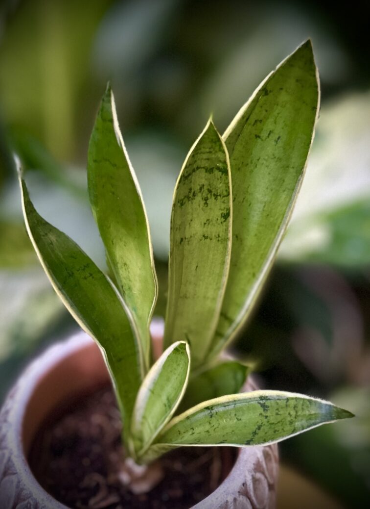 Zdjęcie rosliny doniczkowej Sansevieria White Snow, ujęcie 1