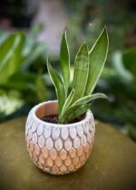 Zdjęcie rosliny doniczkowej Sansevieria White Snow, ujęcie 3