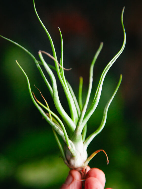 Zdjęcie rosliny doniczkowej Tillandsia bulbosa, ujęcie 1