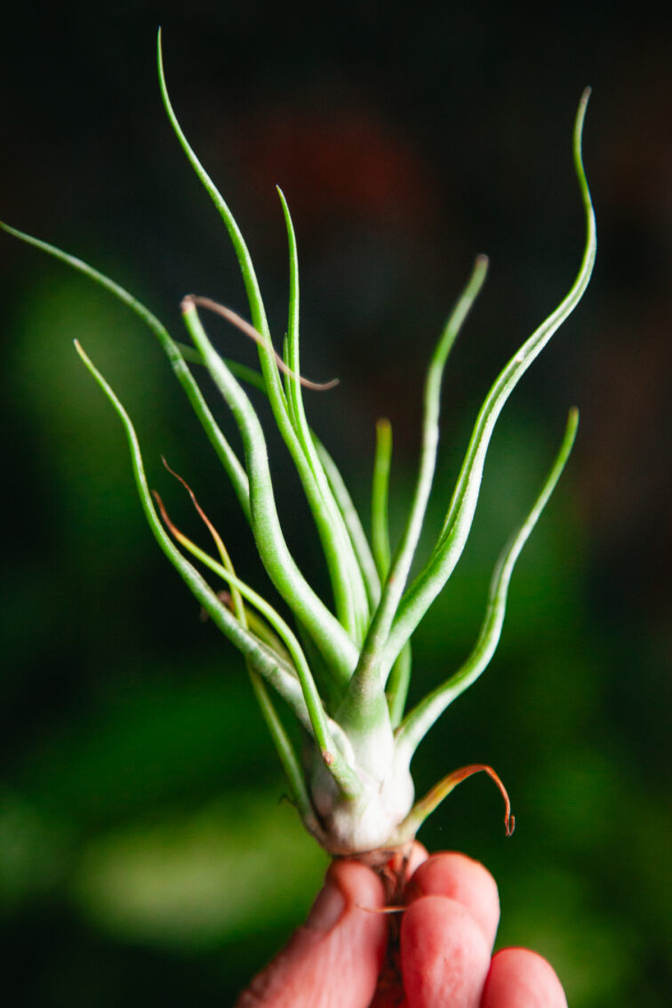 Zdjęcie rosliny doniczkowej Tillandsia bulbosa, ujęcie 1