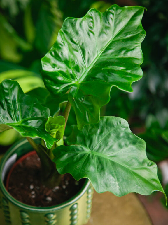 Zdjęcie rosliny doniczkowej Alocasia Low Rider, ujęcie 1