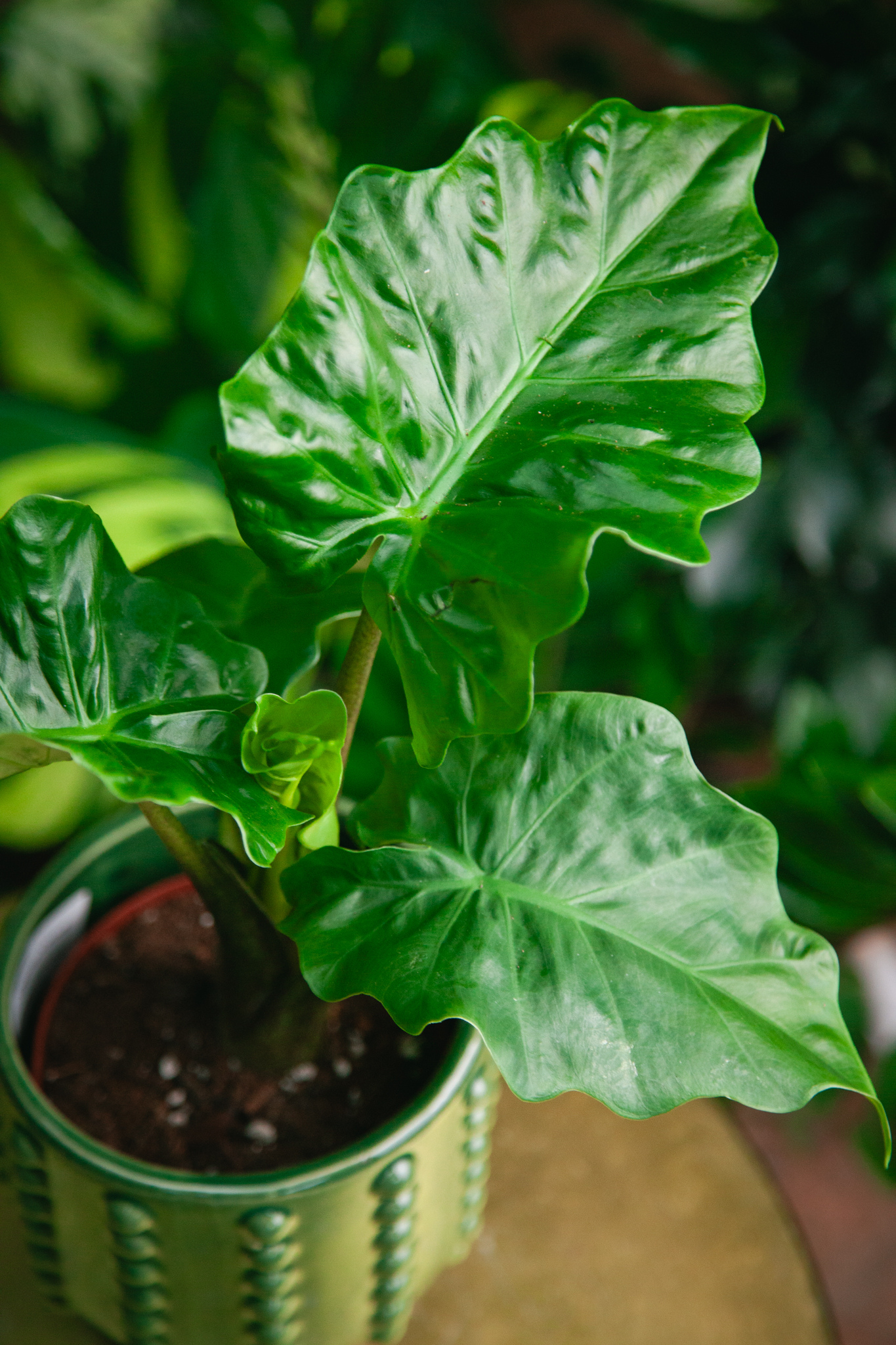 Zdjęcie rosliny doniczkowej Alocasia Low Rider, ujęcie 1