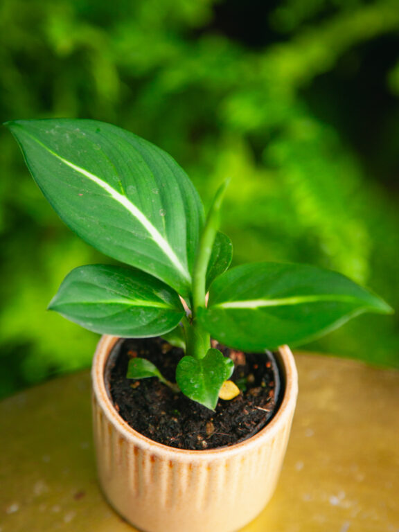 Zdjęcie rosliny doniczkowej Dieffenbachia Green Magic, ujęcie 1