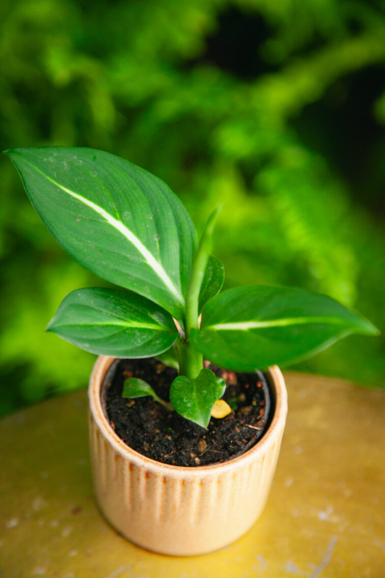 Zdjęcie rosliny doniczkowej Dieffenbachia Green Magic, ujęcie 1