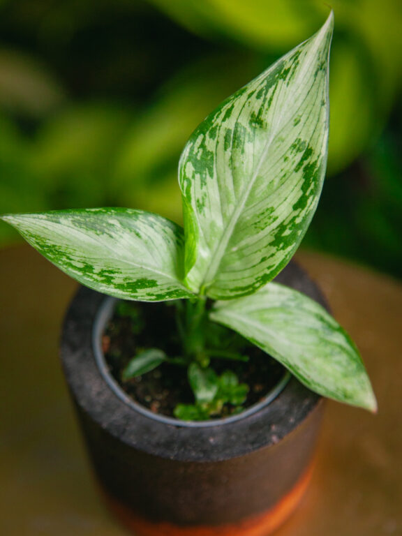 Zdjęcie rosliny doniczkowej Dieffenbachia Tropic Snow, ujęcie 1