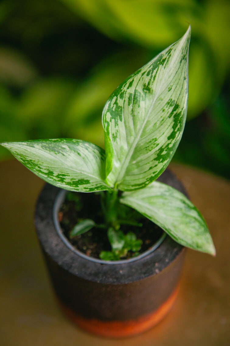 Zdjęcie rosliny doniczkowej Dieffenbachia Tropic Snow, ujęcie 1