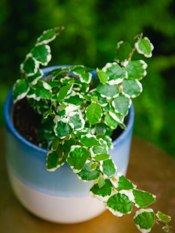 Zdjęcie rosliny doniczkowej Ficus pum. White Sunny, ujęcie 1