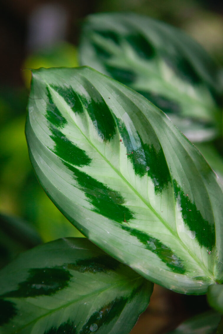 Zdjęcie rosliny doniczkowej Maranta cristata Intense, ujęcie 2