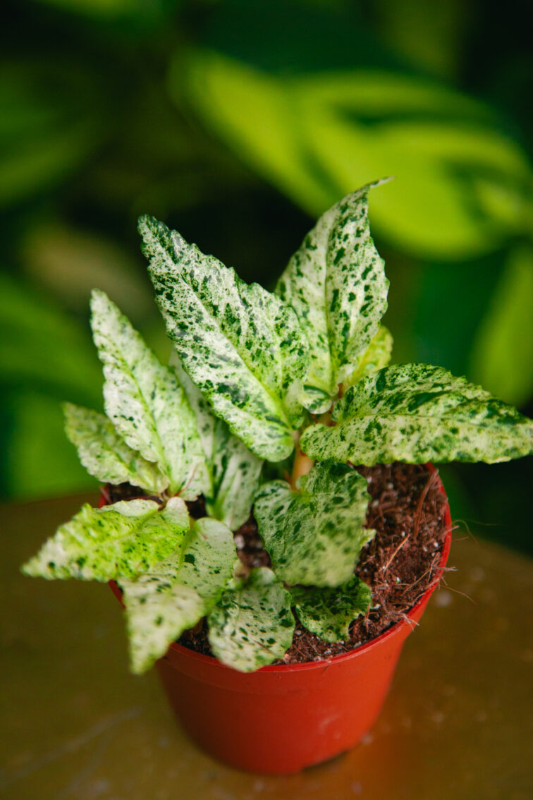 Zdjęcie rosliny doniczkowej Pellionia repens variegata, ujęcie 1