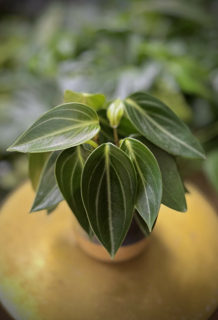 Zdjęcie rosliny doniczkowej Peperomia maculosa Smaragd, ujęcie 1