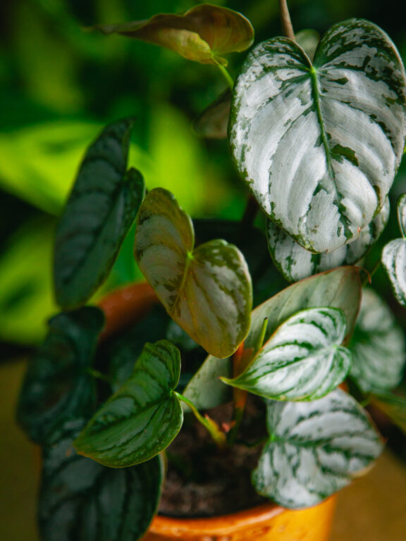 Zdjęcie rosliny doniczkowej Philodendron brandtianum, ujęcie 1