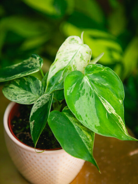 Zdjęcie rosliny doniczkowej Philodendron hederaceum oxycardium variegata, ujęcie 1