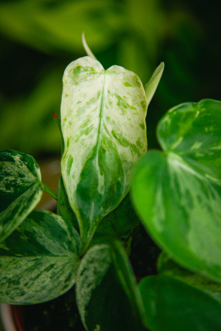 Zdjęcie rosliny doniczkowej Philodendron hederaceum oxycardium variegata, ujęcie 2