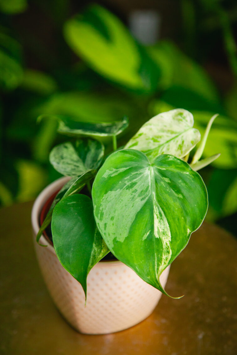 Zdjęcie rosliny doniczkowej Philodendron hederaceum oxycardium variegata, ujęcie 3