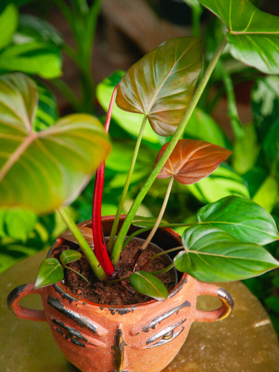 Zdjęcie rosliny doniczkowej Philodendron Summer Glory, ujęcie 1