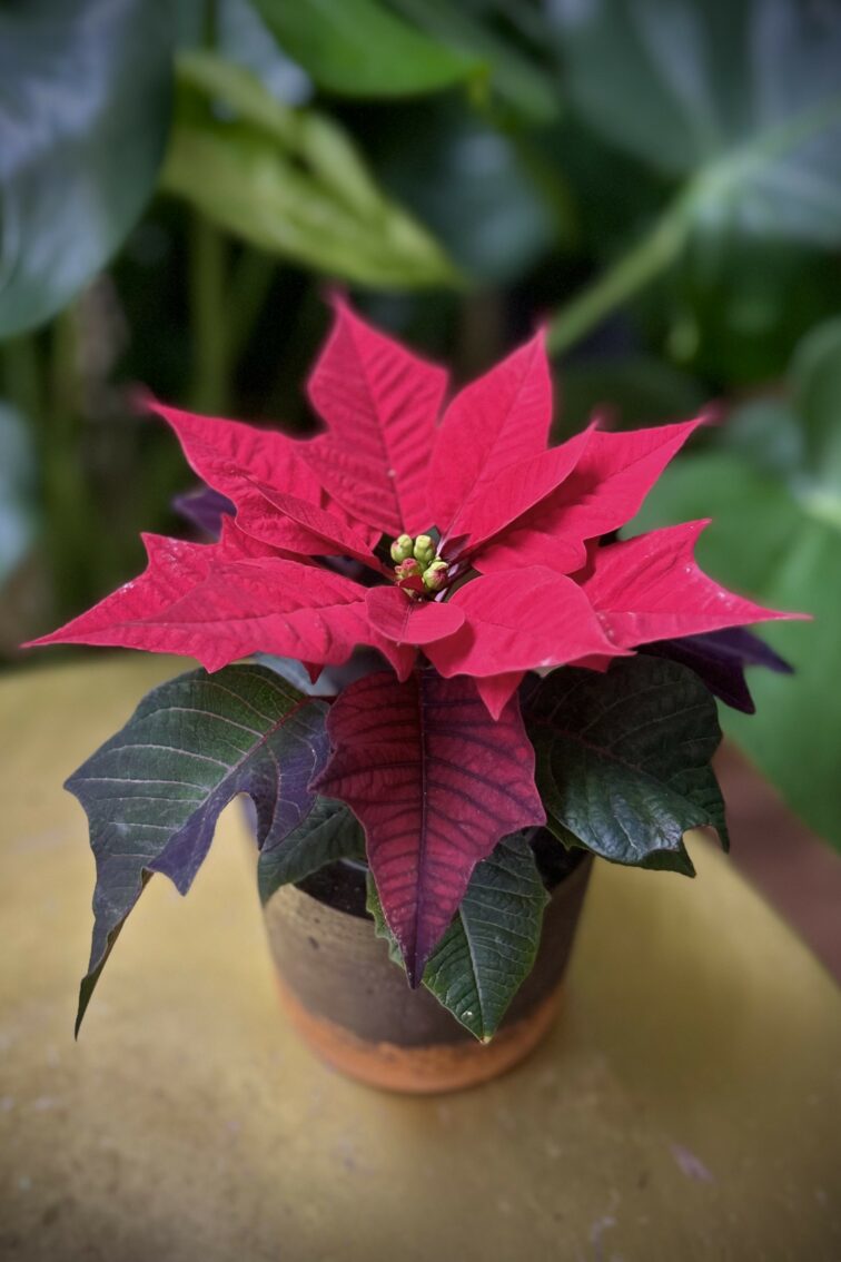 Zdjęcie rosliny doniczkowej Poinsettia pulcherima Kayla Red (Gwiazda Betlejemska), ujęcie 1