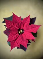 Zdjęcie rosliny doniczkowej Poinsettia pulcherima Kayla Red (Gwiazda Betlejemska), ujęcie 2