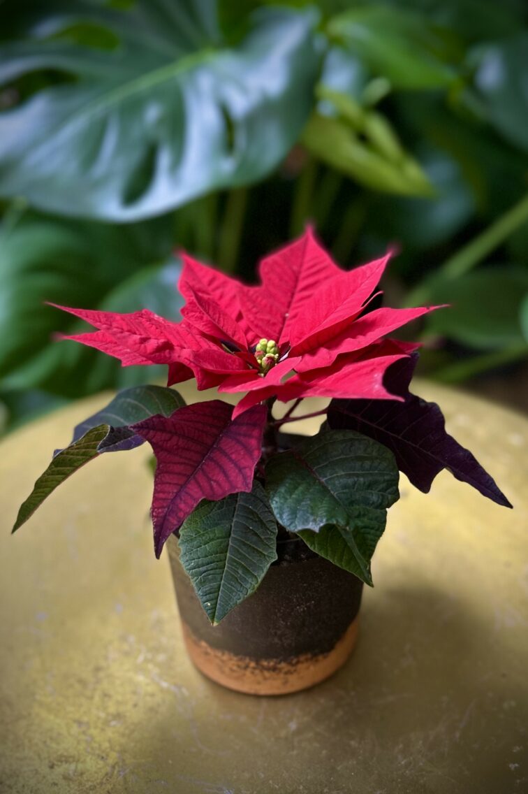 Zdjęcie rosliny doniczkowej Poinsettia pulcherima Kayla Red (Gwiazda Betlejemska), ujęcie 3