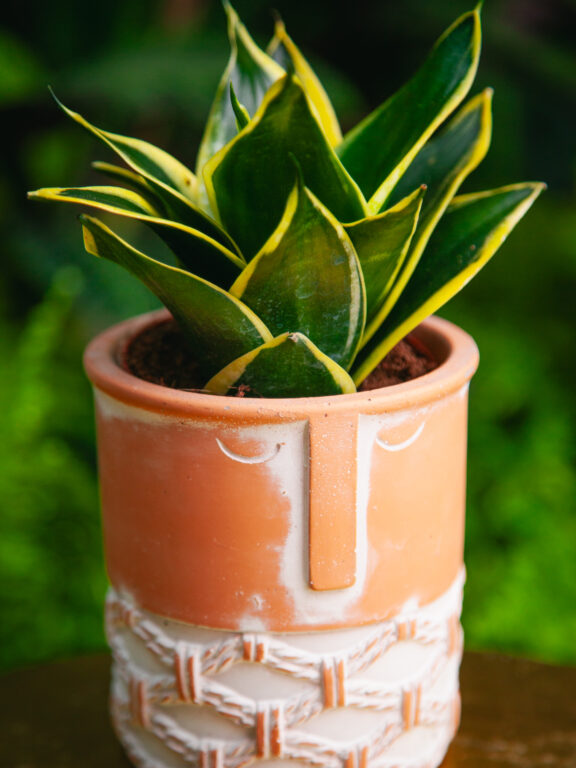 Zdjęcie rosliny doniczkowej Sansevieria trifasciata Black Star, ujęcie 1