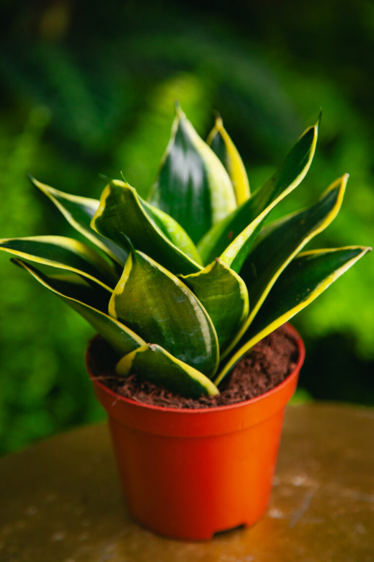 Zdjęcie rosliny doniczkowej Sansevieria trifasciata Black Star, ujęcie 2