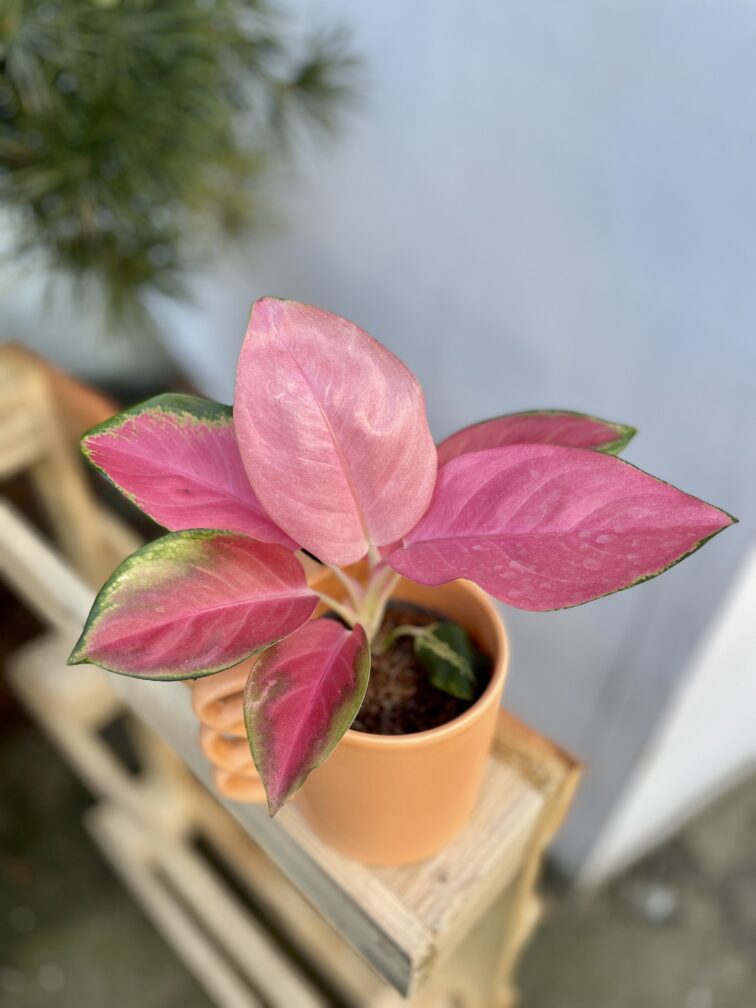 Zdjęcie rosliny doniczkowej Aglaonema Hawkeye, ujęcie 1