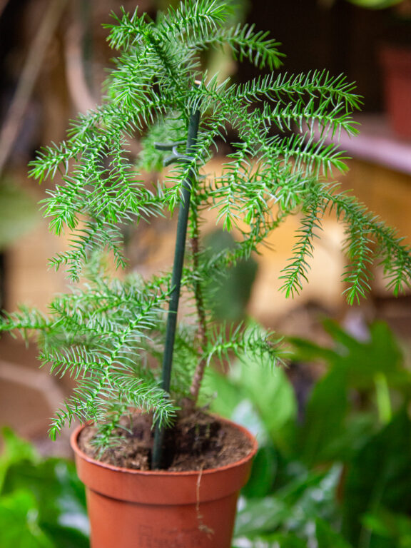 Zdjęcie rosliny doniczkowej Araucaria, ujęcie 1