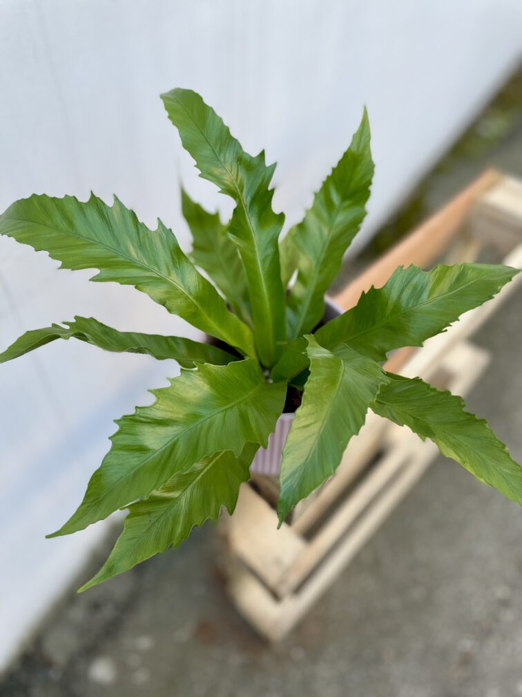 Zdjęcie rosliny doniczkowej Asplenium Gioia, ujęcie 3