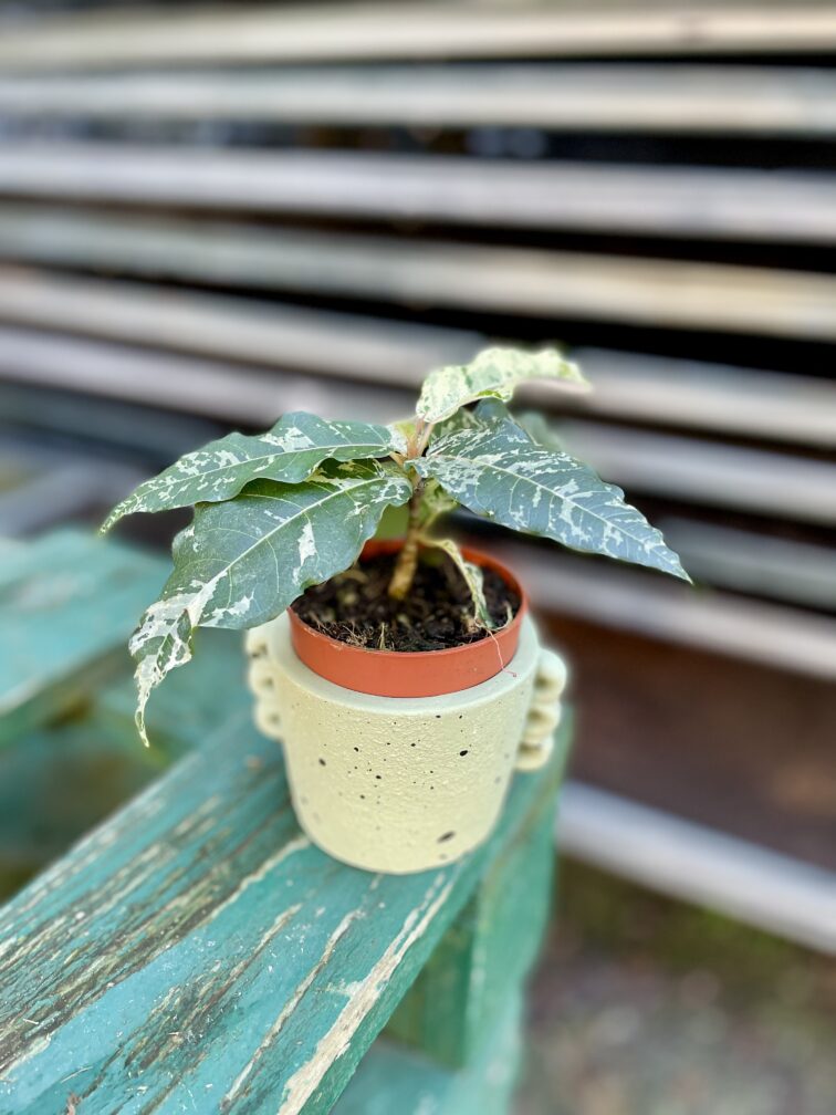 Zdjęcie rosliny doniczkowej Ficus Aspera variegata, ujęcie 2