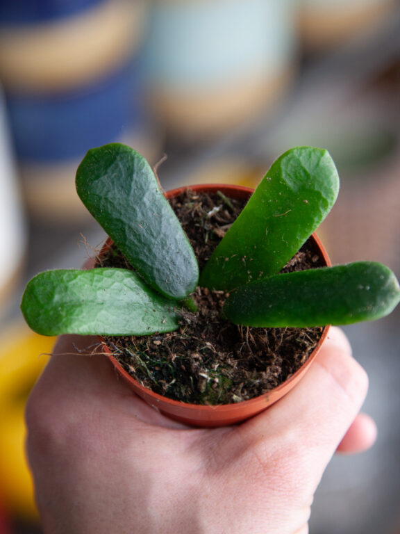 Zdjęcie rosliny doniczkowej Hoya rotundiflora, ujęcie 1