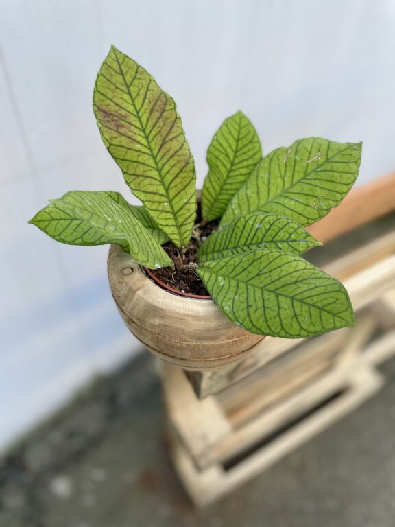 Zdjęcie rosliny doniczkowej Hoya Sp Sabah, ujęcie 1